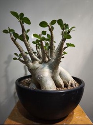 哥斯拉沙漠玫瑰