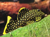 [Livestock] L177 Goldseam gold nugget pleco | Simply Aquatics | Aquatic Fish | Aquarium |Small Medium Pet Fishes | Live Fish Pets