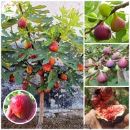 [Easy To Grow] Fig Tree Seed (200 seeds/bag, Seeds for Planting)丨无花果种子丨Biji Buah Ara丨High Quality Ficus Carica Seeds for Sale Rare Tropical Fruit Tree Plant Seed Bonsai Tree Real Seed Live Potted Plants Indoor Outdoor Fruit Seeds Malaysia Benih Pokok Buah