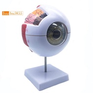 6X Enlarged Human Eye Anatomical Model,Anatomically Accurate Eye Model Human Eye Anatomy for Science
