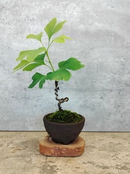 柴燒素粗陶-銀杏   植物 盆栽