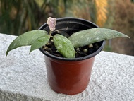 hoya caudata sumatra 毬蘭尾狀青銅器 / 小苗
