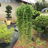 Baby’s Tears Indoors Live Plant / Pokok Berjuntai Hidup Hiasan dalam Rumah