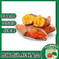 全城熱賣 - 貓山王榴蓮蜜薯(500g)