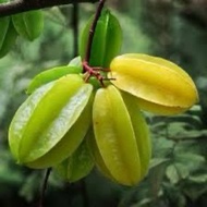 3 biji buah belimbing sedap cicah kuah kicap cuka kush rojak
