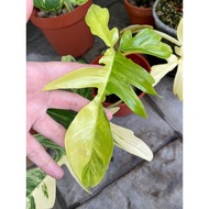 Philodendron Florida Beauty