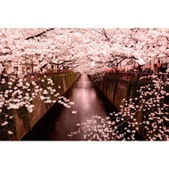Wall Paper Landscape Sakura Flower Pagoda Mount Fuji Japanese Style for Sushi Restaurant and Izakaya