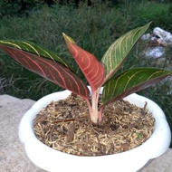 aglaonema red sumatra 4 daun tanaman hias