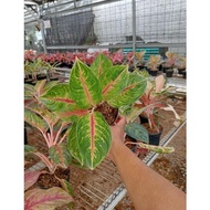 PROMO AGLONEMA !!! Aglaonema Jameela Jackpot - Aglonema JJ