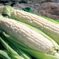 Grade AAA Jagung Susu Cameron Highland Grade AAA White Sweet Corn AAA 金马伦白玉玉米