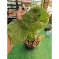 Tanaman Hias Begonia Phutoensis / Begonia Hijau Bulat
