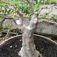 bonsai anting putri medium