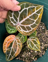 Bibit Bonggol Anthurium Variegata H040 / Kuping Gajah Hybrid Import