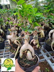 Bonsai Ficus Elastica Ginseng with FREE plastic pot, pebbles and garden soil (Indoor Plant, Real Plant, LivePlant and Limited Stock) -Plants for Sale