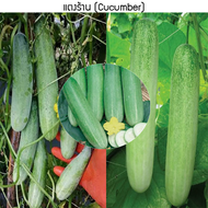 เมล็ดพันธุ์ แตงร้าน(Cucumber) 65 เมล็ด ปลูกง่าย ปลูกได้ทั่วไทย