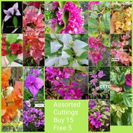 Bougainvillea 15+5 Free Assorted cuttings 6 to 7inches long (no roots)