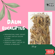 Daun Eucalyptus Terapi Sugar Glider Stres / Relaxation Alami Hewan