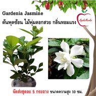 Gardenia Jasmine ต้นพุดซ้อน ไม้พุ่มดอกสวย กลิ่นหอมแรง มีประโยชน์มากมาย จัดส่งชุดละ 5 กระถาง ขนาดความ