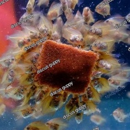 burger khusus burayak ikan discus/indukan
