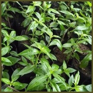 ⊙ ◄ serpentina seeds for planting ( 25seeds)