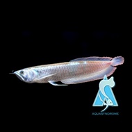 Ikan Arwana Silver Brazil Serat Merah Berkualitas Ikan Predator Hias