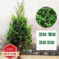 European Bud Cypress Seedlings1.2Rice-4Rice Tabar Cypress Sapling Cypress