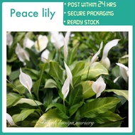 PBN - peace lily - pokok bunga nursery spathiphyllum putih indoor real live plant landscape home dec