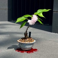 鞍馬關山櫻∣櫻花迷你盆栽