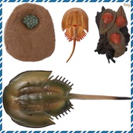 🧸 1 Set Horseshoe Crab Growth Cycle Model Funny Horseshoe Cycle Figure