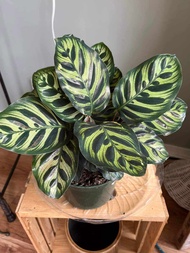 99 PESOS Calathea Collection Live Plant  with FREE Plastic Pot and garden soil ( indoor Plant , Real Plant )