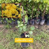 ต้นเหลืองชัชวาล เหลืองชัชวาล  ไม้เลื้อยปลูกง่าย โตไว ดอกสีเหลือง (รับประกันสินค้า ส่งใหม่ฟรีหากสินค้าเสียหาย!!)