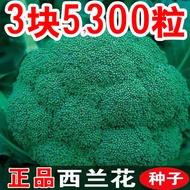 B Western Orchid Flower Seeds Western Blue Cauliflower Seeds Pine Cauliflower Seeds Cauliflower Gree