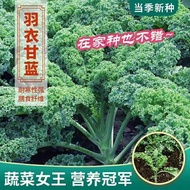 Wrinkled Leaf Seed Seeds Ornamental Curly Leaf Seed Seed Feather Coat Kale Feather Coat Kale Heat Re