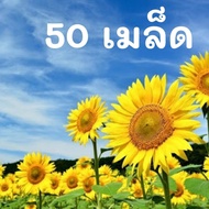 เมล็ดพันธุ์ ดอกทานตะวัน Sun flower seed ต้นสูงดอกใหญ่ 200 เมล็ด เมล็ดพันธุ์แท้นำเข้าจากต่างประเทศ