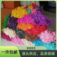 Immortal Gypsophila Gypsophila Dried Flower Stall Bouquet Flower Material Bouquet Dried Flower Immor