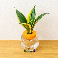 水培虎尾蘭 桌上型盆栽 觀葉植物 禮物 盆栽 交換禮物 辦公室小物