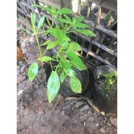 Dog basil gourd, basil