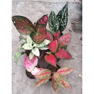 ♩Aglaonema Plant Varieties Part 3 (Common to Rare)✾