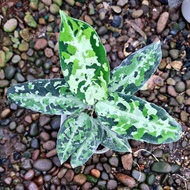 Aglaonema Pictum B160623