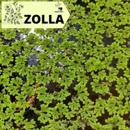 Azolla microphylla ( Azola microfila) | BENIH AZOLLA | Floating Plant |  Floating | Hiasan Aquarium 