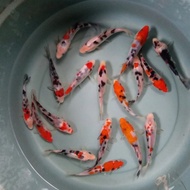 bibit ikan koi blasteran blitar 8-9cm