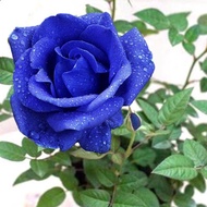 5 เมล็ด เมล็ดกุหลาบ สีน้ำเงิน ฟ้า ดอกใหญ่ สายพันธุ์ของแท้ 100% เมล็ดกุหลาบ ดอกกุหลาบ ปลูกกุหลาบ กุหล