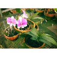 Clean August Package - 3pcs Tutun Grande Orchids