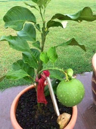 Pokok Limau Bali Merah