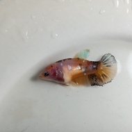 Ikan Cupang Female Betina Nemo Galaxy Siap Breed BWW-068