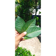 30 fresh bay leaves