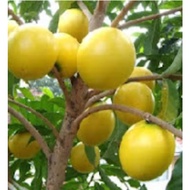 POKOK ABEO atau Abiu (Pouteria caimito Radlk)