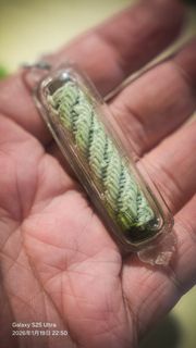 阿贊屋太 (早期)雞王符管