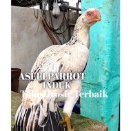 telur ayam bangkok aseel parrot original jalak siap tetas