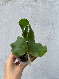 象耳鹿角蕨 Platycerium elephantotis